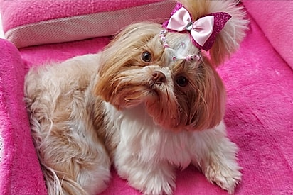 Tutora leva Shih-tzu para tosa bebê em pet shop e recebe espantalho: “coloquei expectativa demais…”.