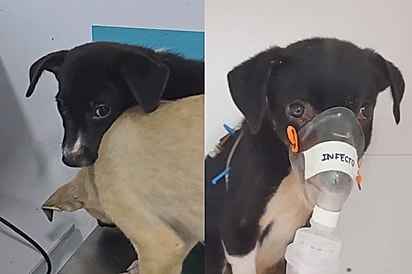 Cachorrinho espera irmã estar segura para mostrar que precisava de ajuda e emociona com reencontro