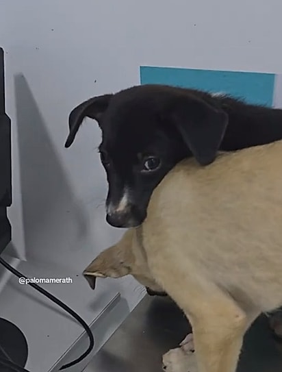 O cãozinho protegia sua irmãzinha. 