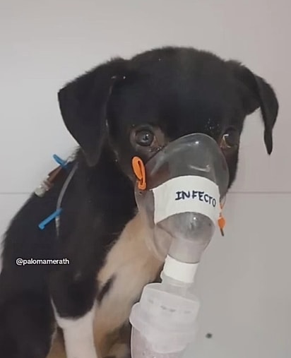 Aladdin estava com leptospirose.