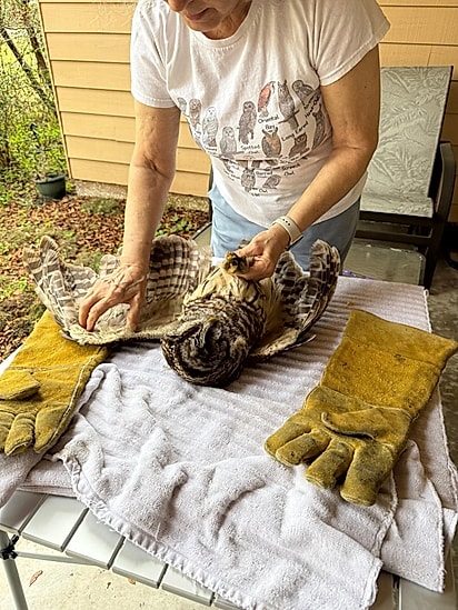 A coruja recebeu o cuidado necessário e uma nova chance de voltar à natureza.