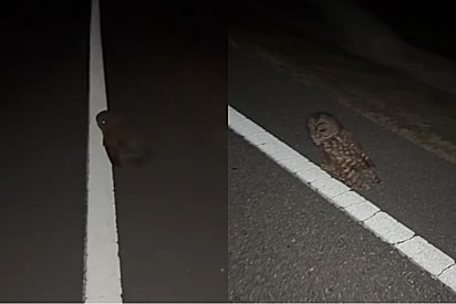 Motorista para quando carro da frente faz manobra brusca — e encontra um pássaro lindo precisando de ajuda.