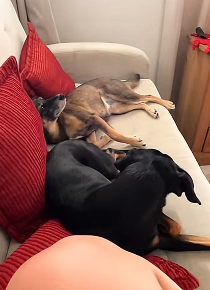 Os dois cães de Joana.