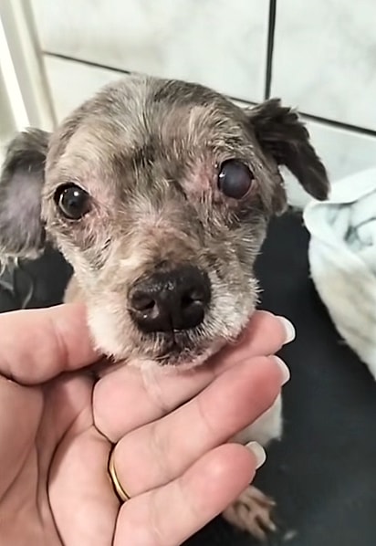 A cachorrinha recebeu os primeiros cuidados. 