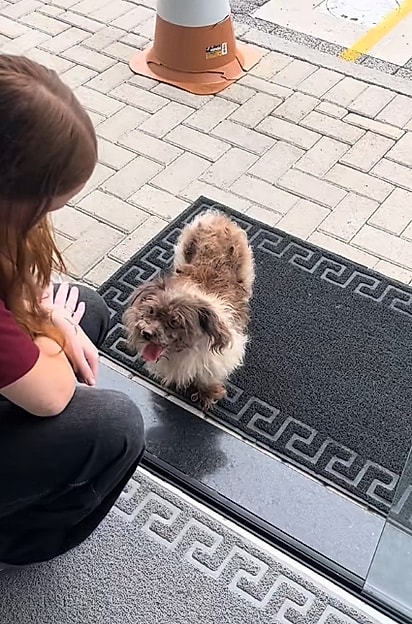 A cachorrinha apareceu na porta do trabalho.
