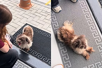 Jovem encontra cachorrinha na porta do trabalho e transforma sua vida