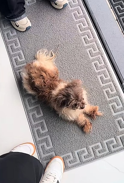 Tereza Cristina estava com as patinhas tortas por causa das unhas. 