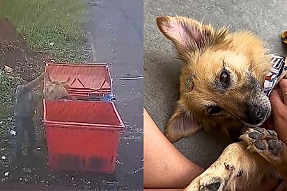 Cão é arremessado para dentro de um contêiner de lixo e moradores se mobilizam para encontrar um lar