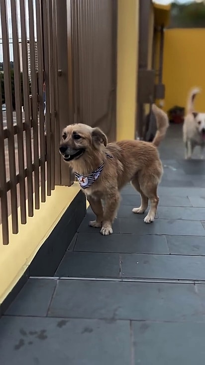 Lixinho está esperando por um lar.