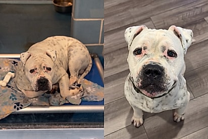 Mulher decide adotar o cão mais triste do abrigo, e convivência em casa revela algo que torna a adoção ainda mais especial.