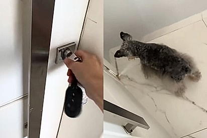 “O importante é a intenção”: Mesmo cega e surda, cadelinha idosa tenta proteger a casa e encanta milhões