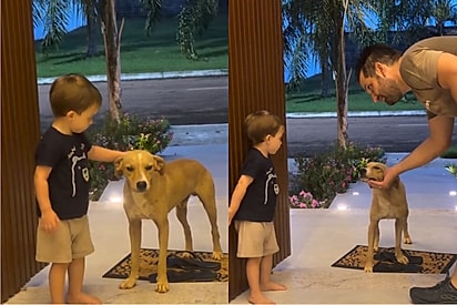 “Deixa o au-au entrar”: Criança encanta ao tentar convencer os pais a acolher um vira-lata caramelo na porta de casa.