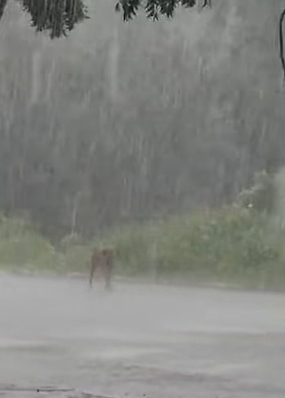 A cachorrinha estava muito assustada.