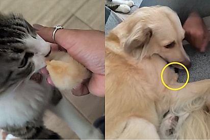 Gata leva pintinho para casa — e cachorrinha assume papel de mãe e não desgruda do filhote por nada.