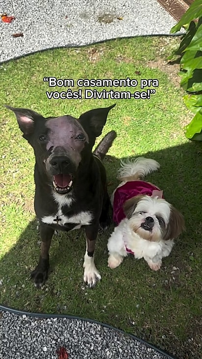 Chico foi diagnosticado com um osteosarcoma nasal, um tipo de tumor agressivo.