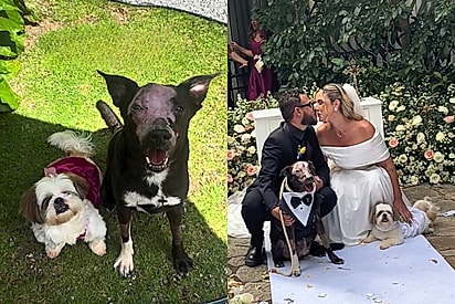 A recompensa do amor: cão que enfrentou 13 sessões de radioterapia entra no casamento dos tutores, de smoking