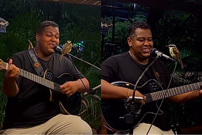 “Existe plateia melhor?”: Bem-te-vi invade show e vira fã número 1 de cantor.