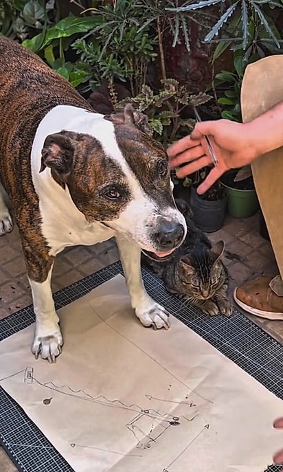 Gero projetou e construiu um elevador para o cão.