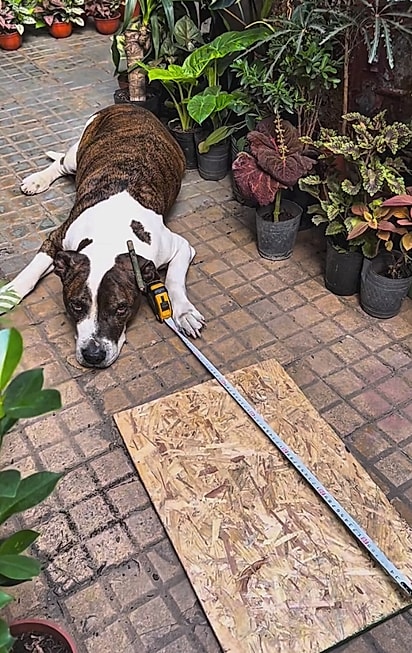 Rey ajudando no projeto do elevador. 