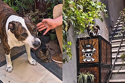 “Para ele continuar ao meu lado”: Homem constrói elevador para cão idoso e história encanta