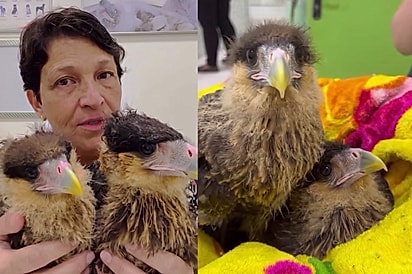 “Olha isso, gente”: Veterinária se revolta após dois rostinhos fofos caírem de torre de telefonia em manutenção