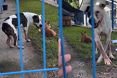 Ele ainda tem esperança e vem na grade pedir carinho