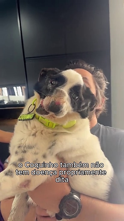 Todos os cães recebem tratamento especial