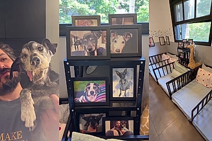 “O paraíso dos velhinhos”: Casal transforma casa em asilo de luxo para cães idosos e gesto chama a atenção