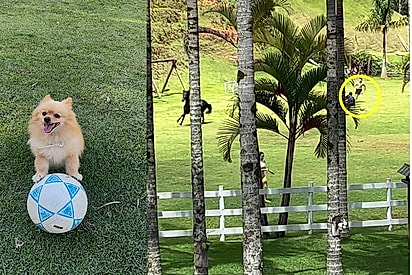 Lulu de 2 kg coloca cavalo gigante para correr e desespera tutores: Só quem se arrisca merece viver o extraordinário