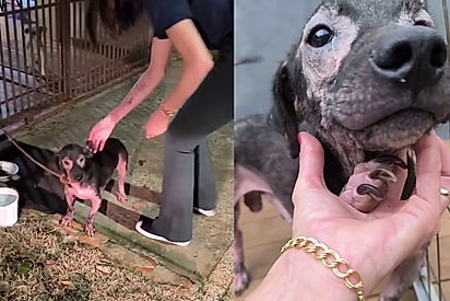 Amendoim foi resgato e apresenta um quadro de sarna