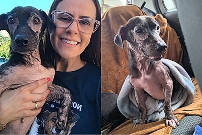 Amendoim segue se recuperando