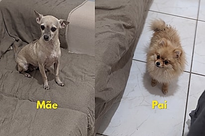 Conheça Mel, mistura de Lulu com Pinscher que encanta com seu jeitinho dócil
