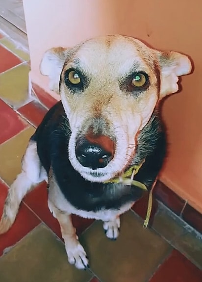 Foi Oli quem encontrou a tutora.