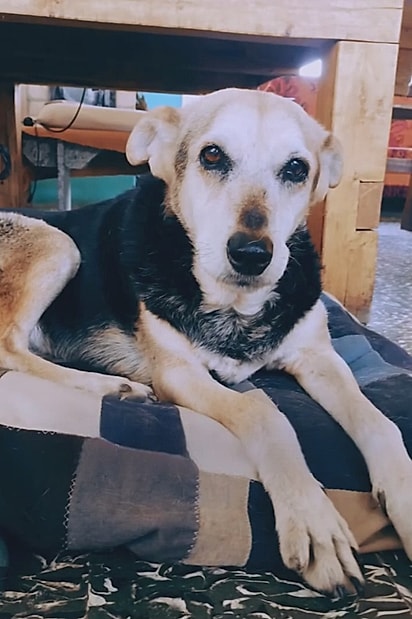 Oli é uma cadela de 16 anos.