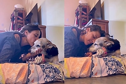 Tutora conta tudo que aprendeu com sua cachorrinha idosa e mensagem emociona milhões