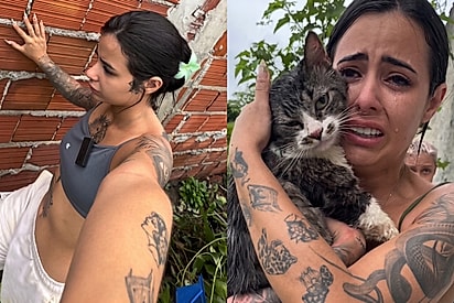 Após três dias de angústia, mulher reencontra gato desaparecido e agradece: “Obg, meu Deus”.