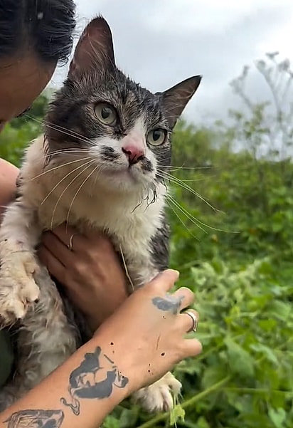 O gatinho de Sara Aarújo ficou desaparecido por 3 dias.
