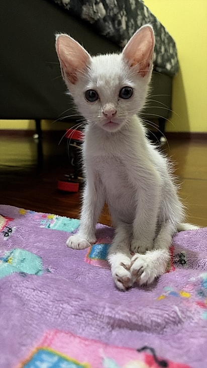 Galícia, uma gatinha com paralisia.
