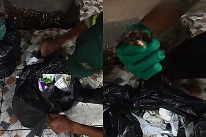 Pintinho nasce em um saco de lixo e é resgatado durante a coleta urbana