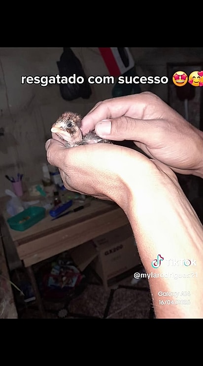 Infelizmente ele não sobreviveu.