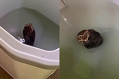 “Levei um susto”: coruja é encontrada dentro de máquina de lavar e moradora resolve agir