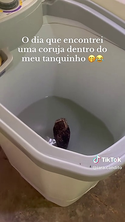 O animal estava dentro da água.
