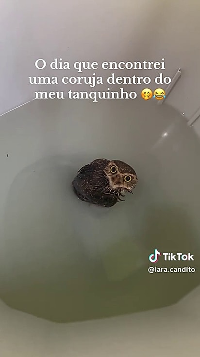 A coruja era apenas um filhote.