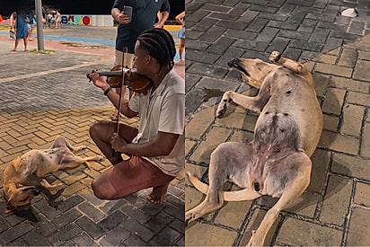 “Ele encontrou a paz”: Cão caramelo emociona ao dormir ouvindo violinista tocando ‘Ave Maria’ em plena rua.