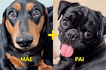 Tutora se surpreende após pug e salsicha cruzarem por acidente, e nascem os pugsichas mais lindos.