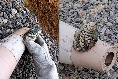 “Como ele foi parar ali?”: Lagarto fica com a cabeça presa em cone e mobiliza resgate.
