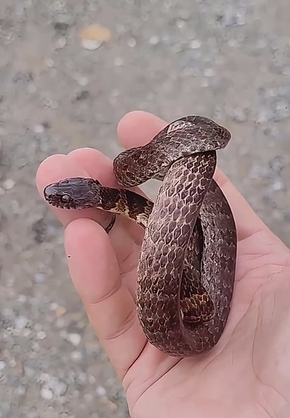 A dormideira é uma serpente totalmente inofensiva.