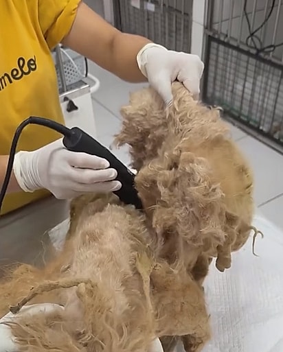 Foram retirados cerca de 1,5 kg de pelos durante a tosa.