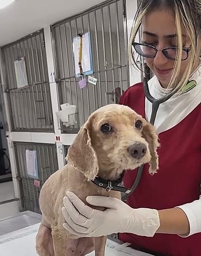 Caramelinho, logo quando foi tosado.