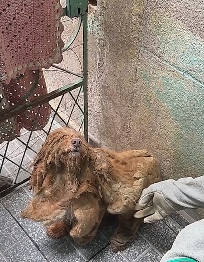 Caramelinho, quando foi resgatado.